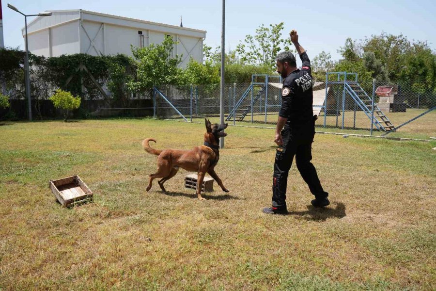 Antalya’da Para Ve Madde Kokusuna Duyarlı Köpekler Operasyonların Kurtarıcısı