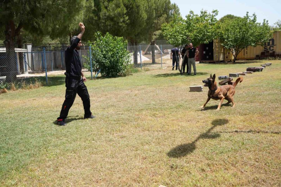 Antalya’da Para Ve Madde Kokusuna Duyarlı Köpekler Operasyonların Kurtarıcısı