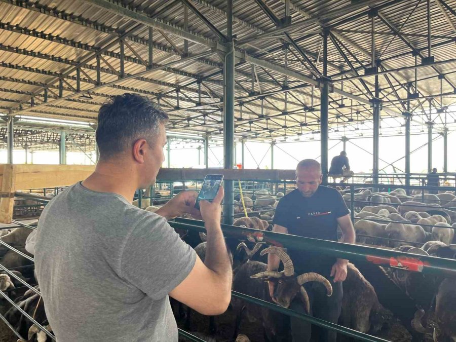 Bu Koçları Gören Fotoğraf Çekmeden Gitmiyor