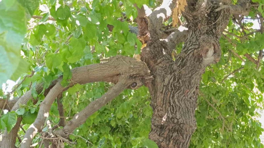 Dut Ağacının Kırılan Dalı Otomobillerin Üzerine Düştü