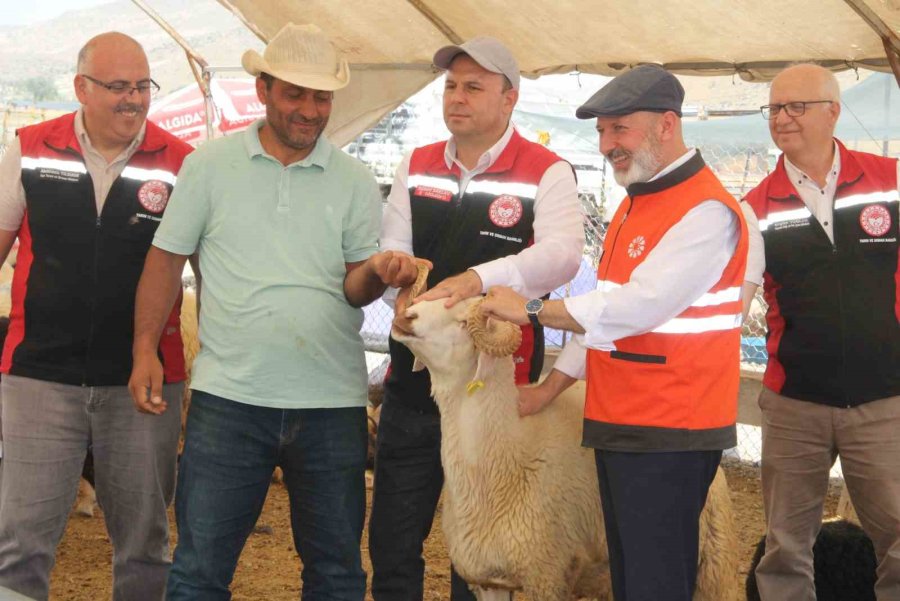 Kayseri’de Kurban Bayramı Öncesi Bulaşıcı Hastalık Tespit Edilmedi