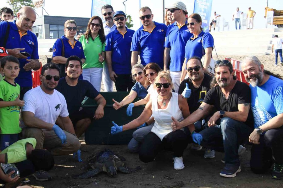 Uydu Vericisi Takılan Yeşil Deniz Kaplumbağaları Denize Bırakıldı