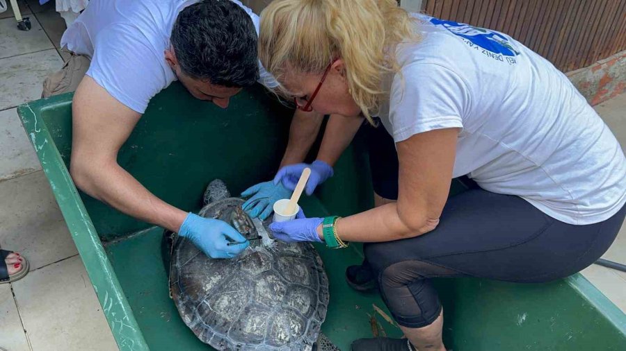 Uydu Vericisi Takılan Yeşil Deniz Kaplumbağaları Denize Bırakıldı