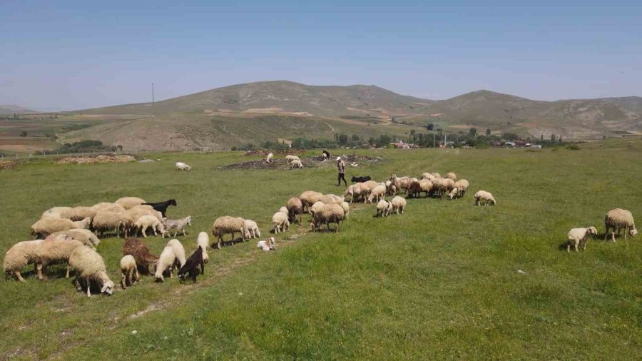 Hayvancılığın Gelişmesi İçin Mera Alanları Yeşilleniyor