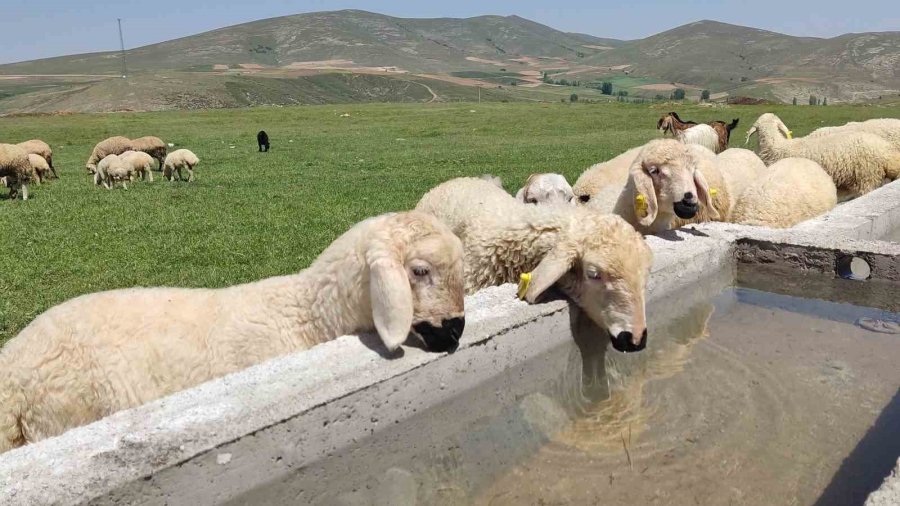 Hayvancılığın Gelişmesi İçin Mera Alanları Yeşilleniyor