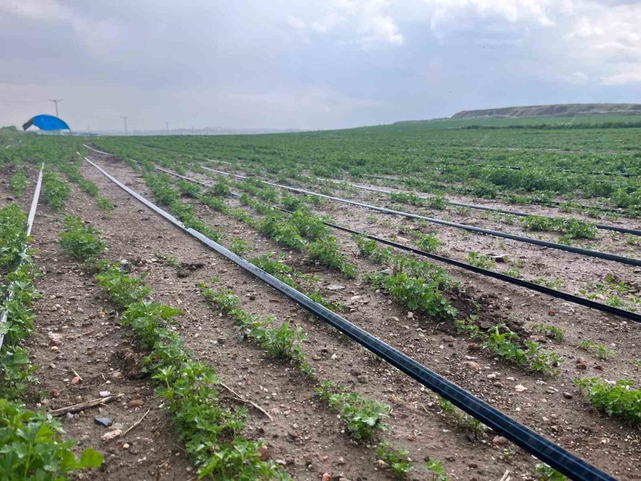 Yağışlar Üreticinin Yüzünü Güldürse De Yeraltı Sularındaki Seviye Düşündürüyor