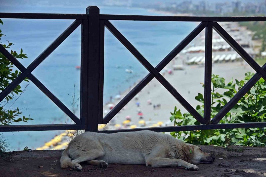 Antalya’nın Sıcaklıkla İmtihanı: Termometreler 43 Dereceyi Gösterdi, Güneşten Korunmak İçin Şemsiyeler Açıldı