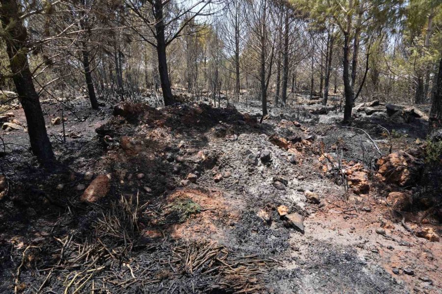 Antalya’da Çıkan Orman Yangını Ekipler Ve Vatandaş İşbirliğiyle Söndürüldü