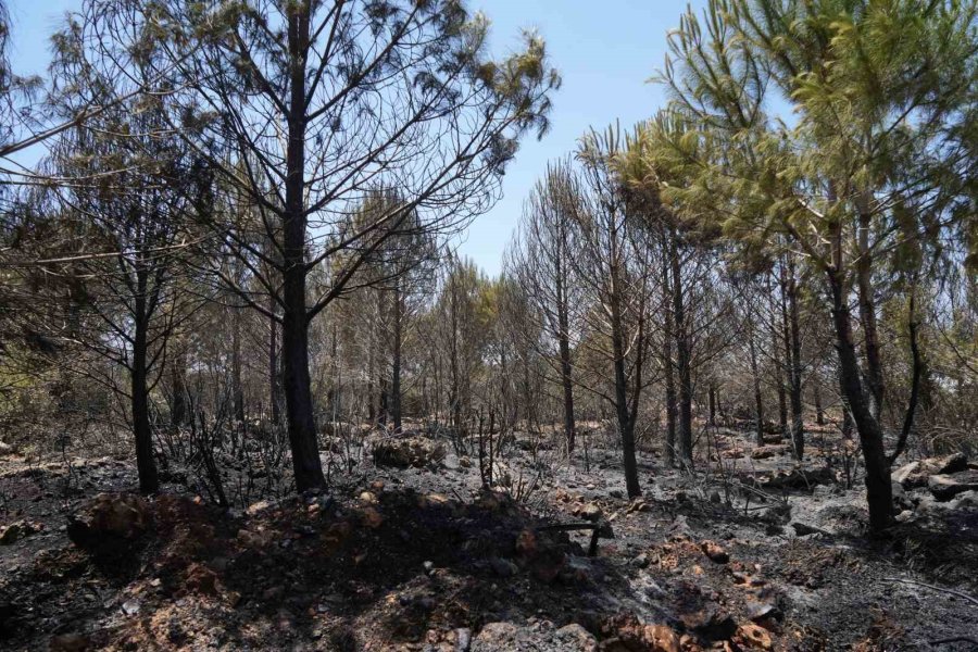 Antalya’da Çıkan Orman Yangını Ekipler Ve Vatandaş İşbirliğiyle Söndürüldü