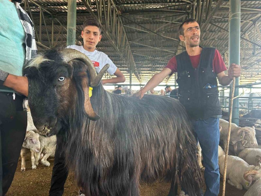 Haber Olan ‘karaoğlan’ Yurt Dışına Satıldı