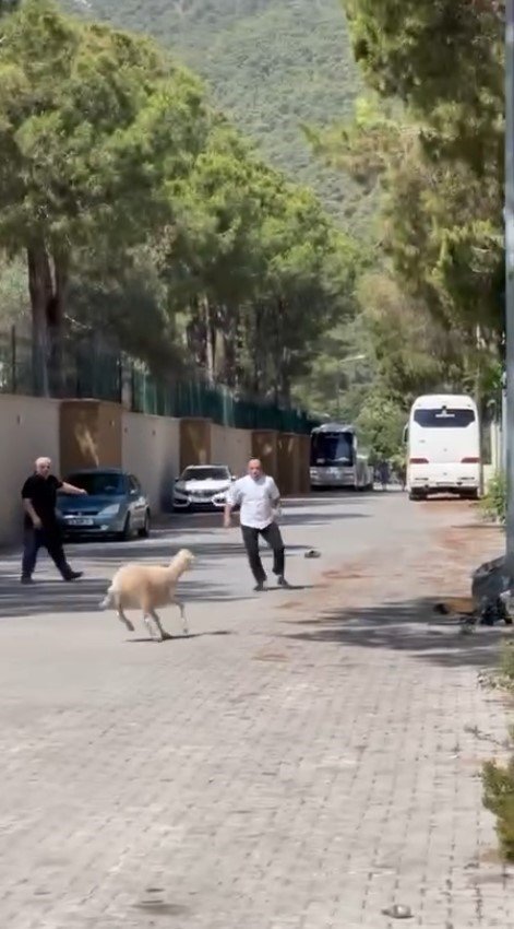 Kurban Bayramı’nda Manzara Değişmedi, ’firari Kurbanlıklar’ Sahiplerine Ter Döktürdü