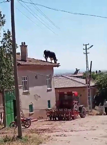 Kurbanlık Büyükbaş Hayvan Sahibinden Kaçarak Çatıya Çıktı