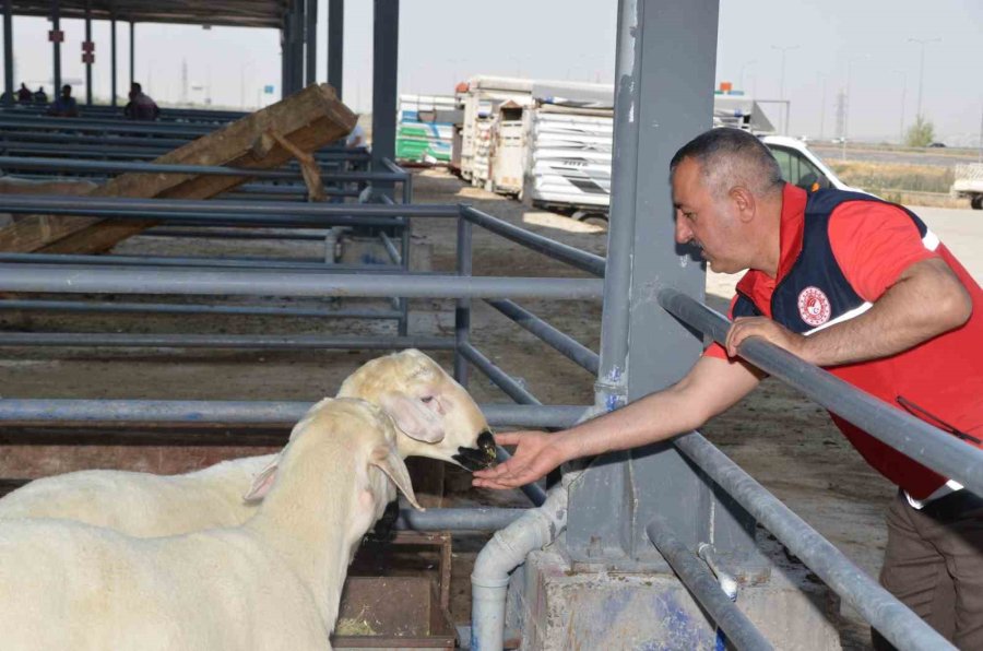 Kurban Satış Yerlerinde Denetimler Sürüyor