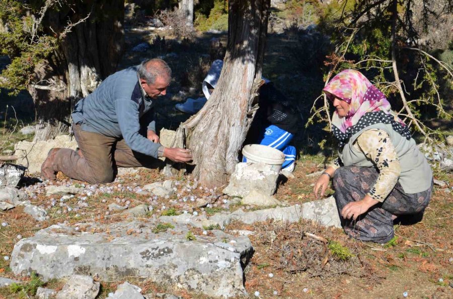 Antalya’da Her Derde Deva Andız Pekmezi