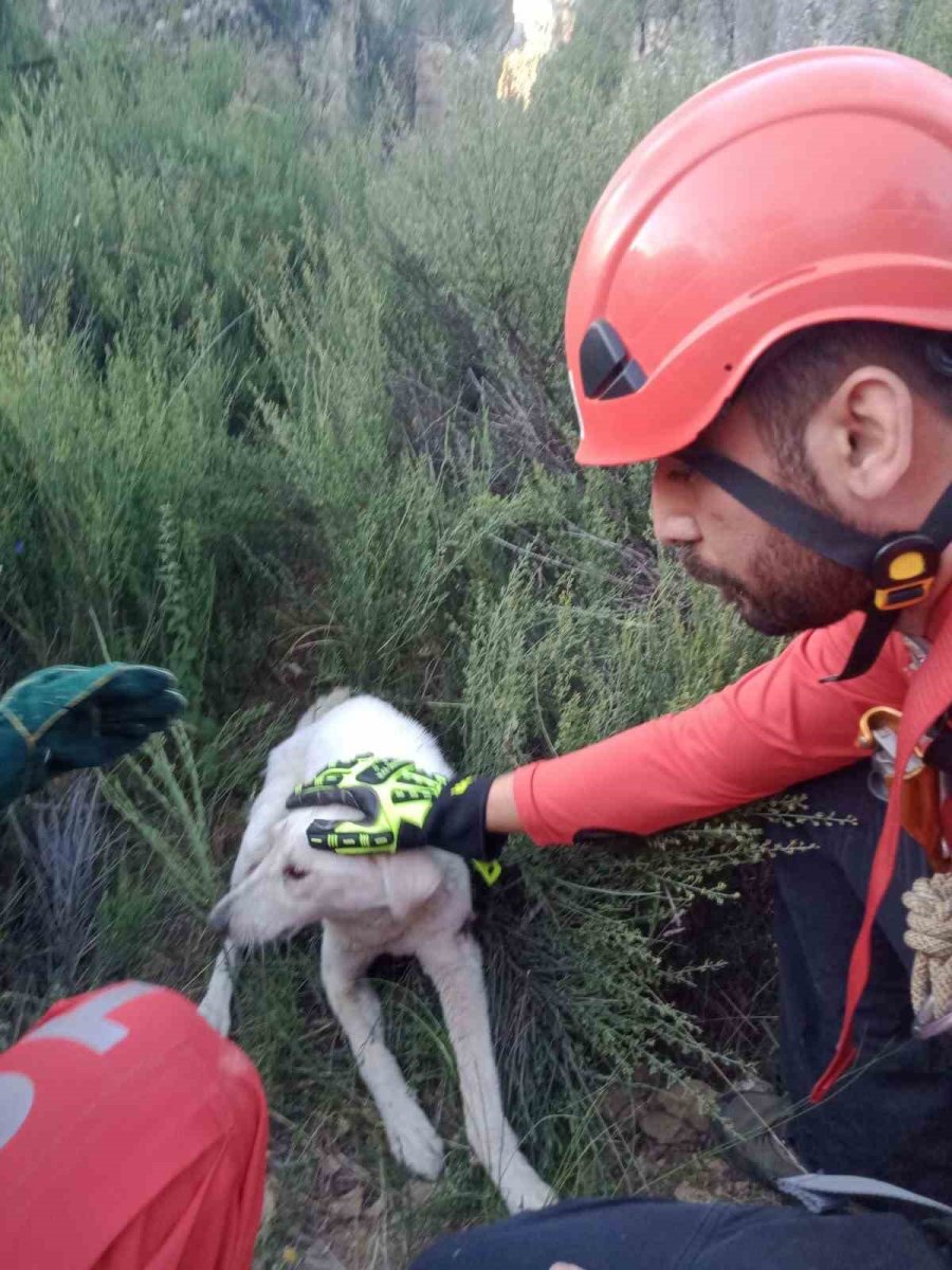 Kuyuya Düşen Köpeği Akut Ekipleri Kurtardı