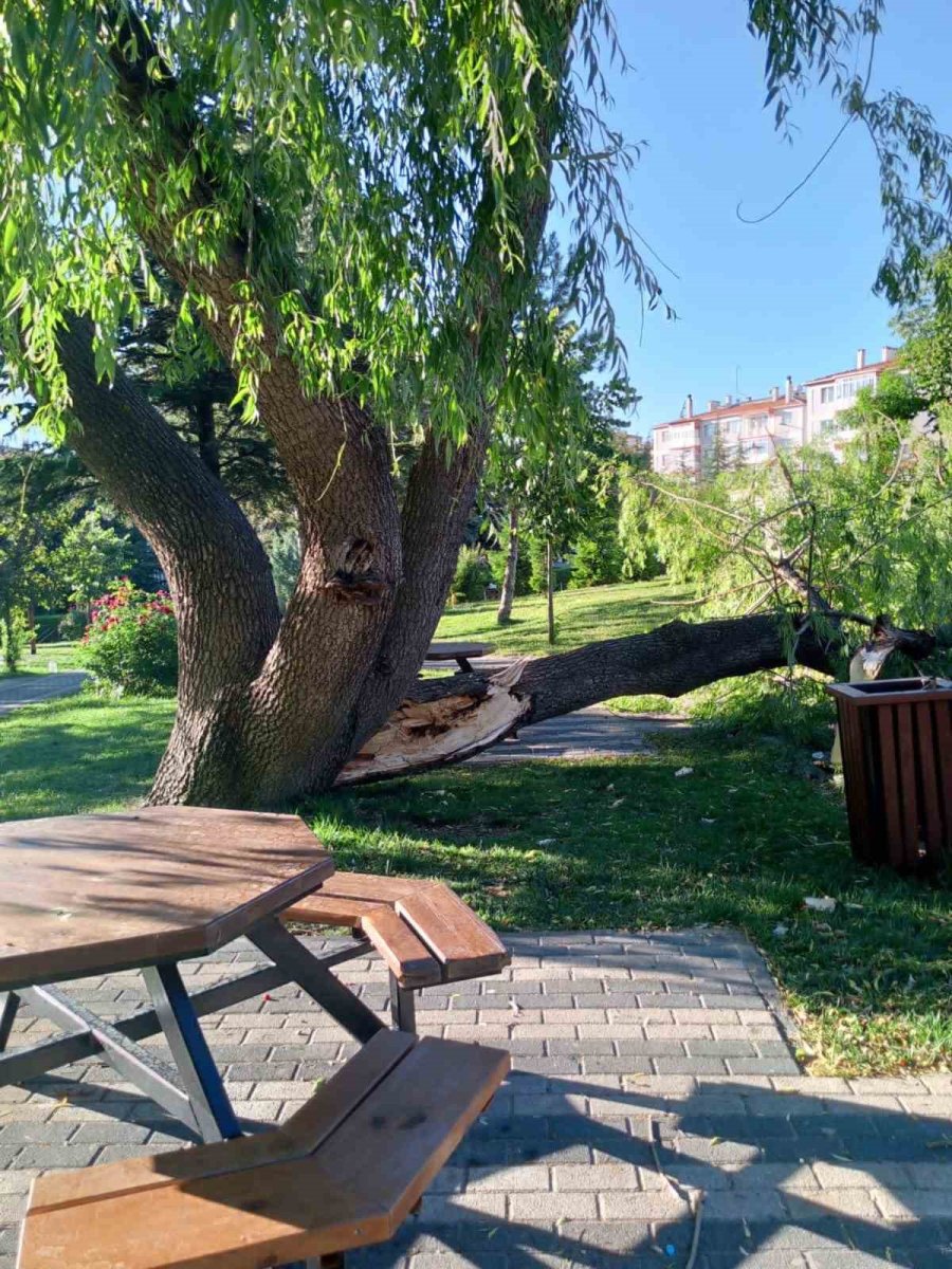 Söğüt Ağacının Boş Alana Devrilmesi Faciayı Önledi