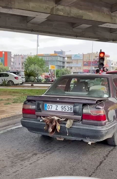 Otomobil Bagajındaki Kurbanlığın Halini Görenler Gözlerine İnanamadı