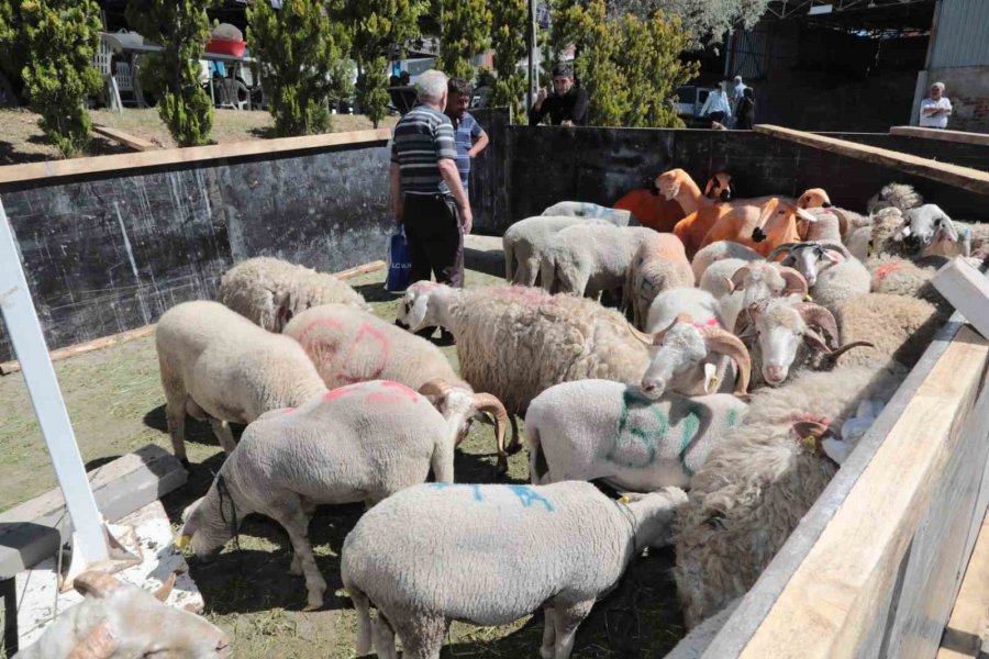 Ücretsiz Kurban Kesim Yeri Tam Not Aldı