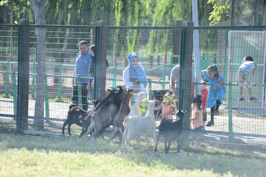 Büyükşehir Hayvanat Bahçesi’nin Misafirlerine Bayramda Ziyaretçi Akını