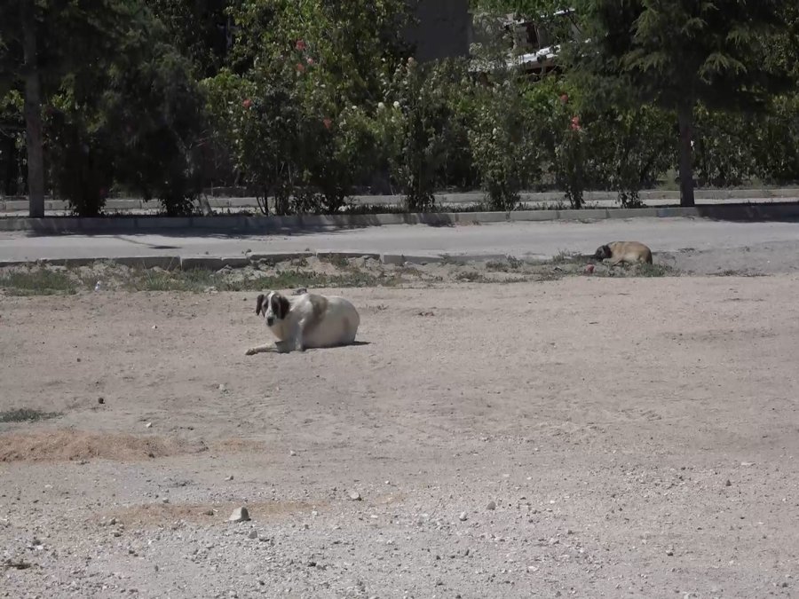 Niğde’de Kuduz Şüphesi Olan Köpeğin Testi Negatif Çıktı