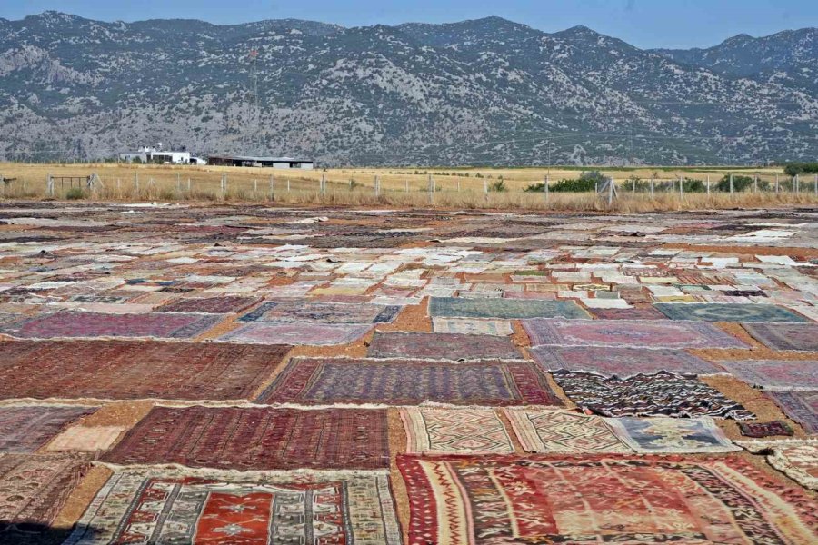 Abd’deki Binlerce Halı Meraklısının Gözü Bu Tarlada