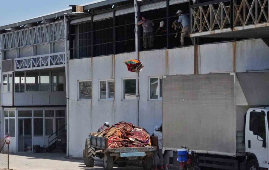 Abd’deki Binlerce Halı Meraklısının Gözü Bu Tarlada