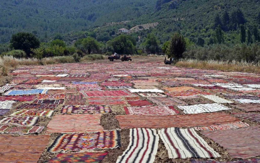 Abd’deki Binlerce Halı Meraklısının Gözü Bu Tarlada