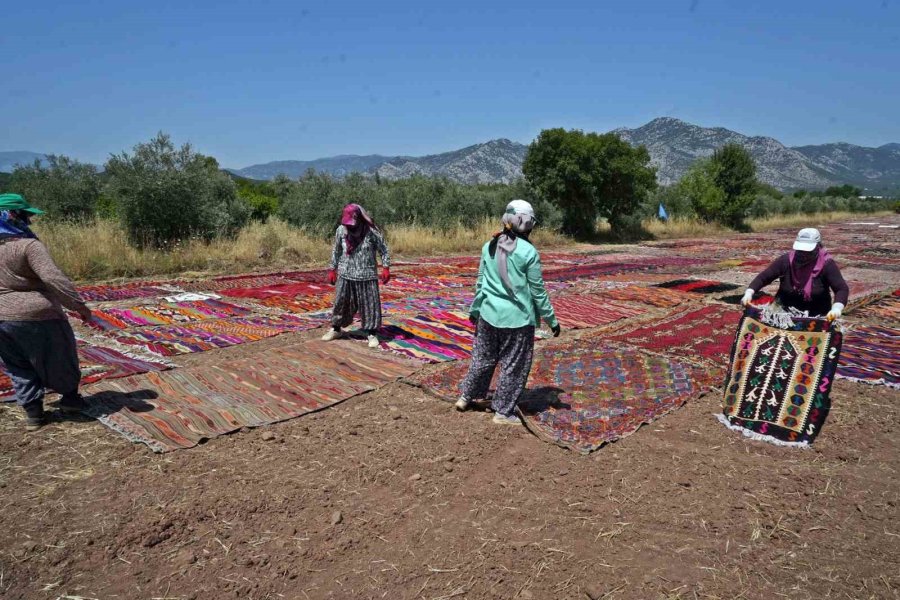 Abd’deki Binlerce Halı Meraklısının Gözü Bu Tarlada