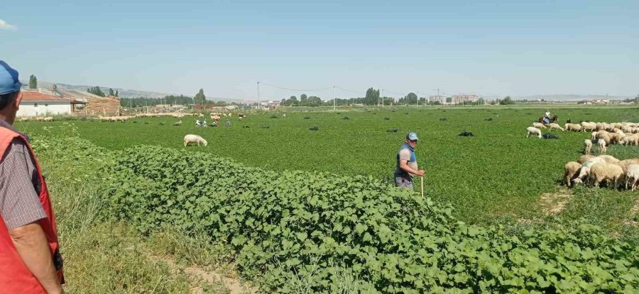 Eskişehir’de Çiftçiler Satamadıkları Maydanozu Koyunlara Yedirdi