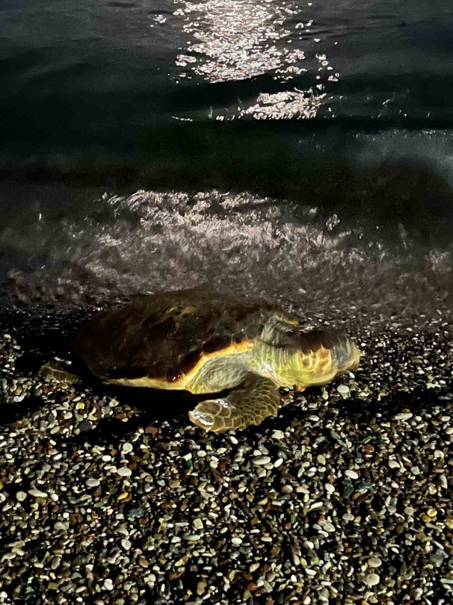 Konyaaltı Sahilinde Caretta Caretta Şaşkınlığı