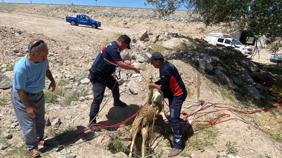 Yolcunun Çay Molası Kuyuya Düşen Koyunu Kurtardı