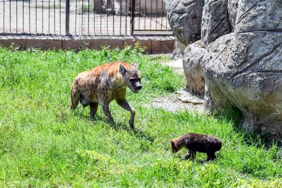 Tarsus Doğa Parkı’nın Yeni Üyeleri Görücüye Çıktı