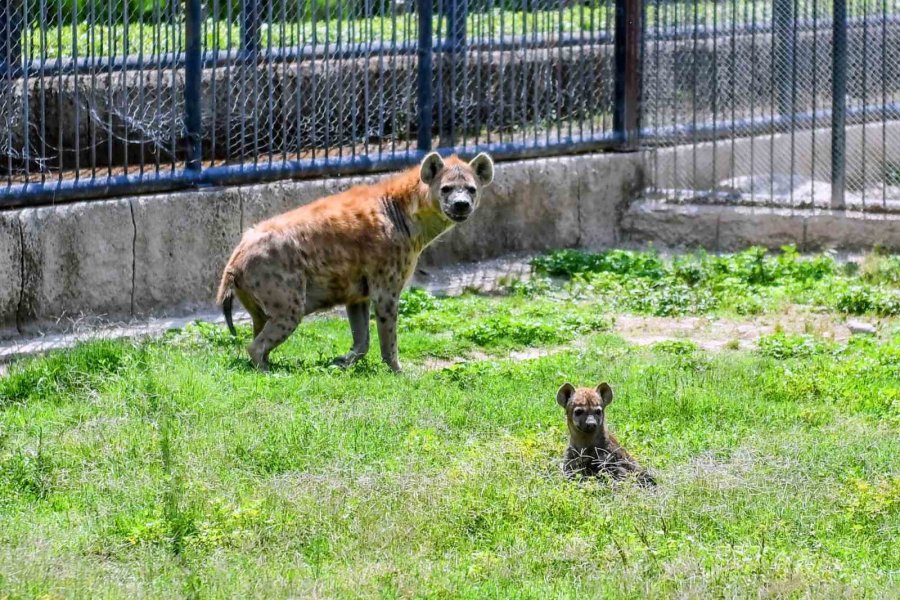 Tarsus Doğa Parkı’nın Yeni Üyeleri Görücüye Çıktı