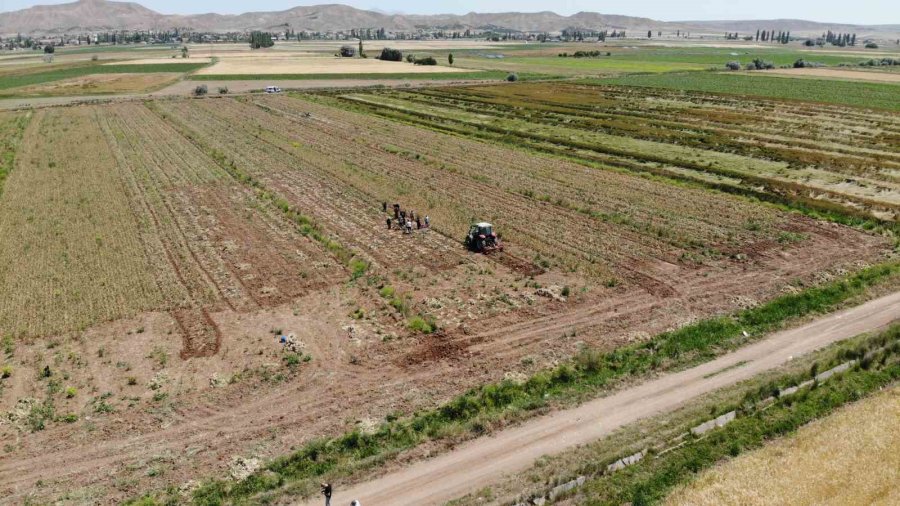 Aksaray’ın Organik Sarımsakları Rusya Ve Almanya Yolunda