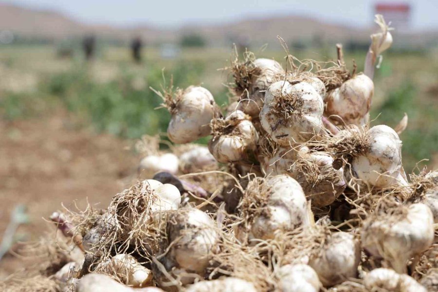 Aksaray’ın Organik Sarımsakları Rusya Ve Almanya Yolunda