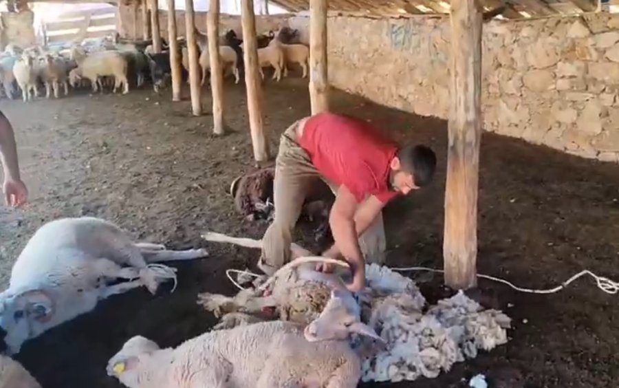 Antalya’da Havalar Isındı, Koyun Kırkımı Başladı