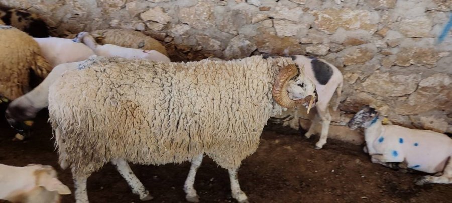 Antalya’da Havalar Isındı, Koyun Kırkımı Başladı