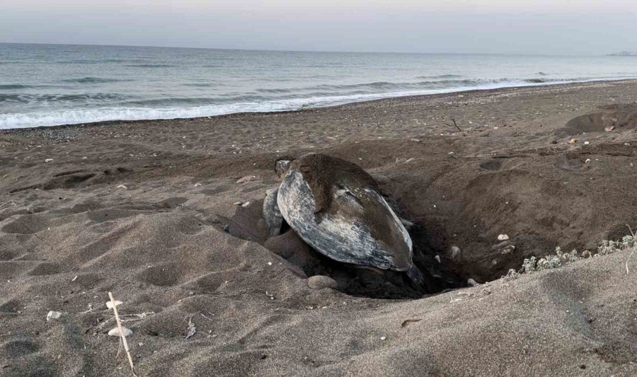 Mersin, Sezonluk Misafirlerini Ağırlıyor