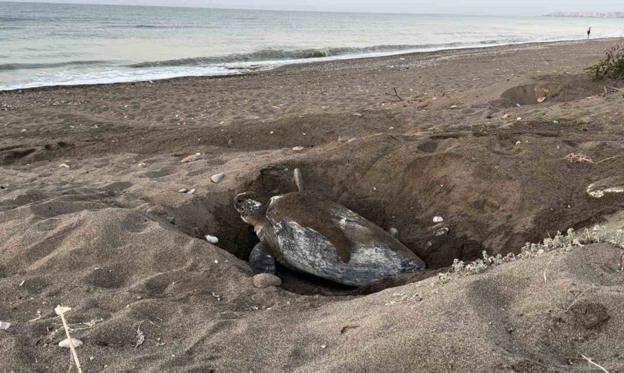 Mersin, Sezonluk Misafirlerini Ağırlıyor