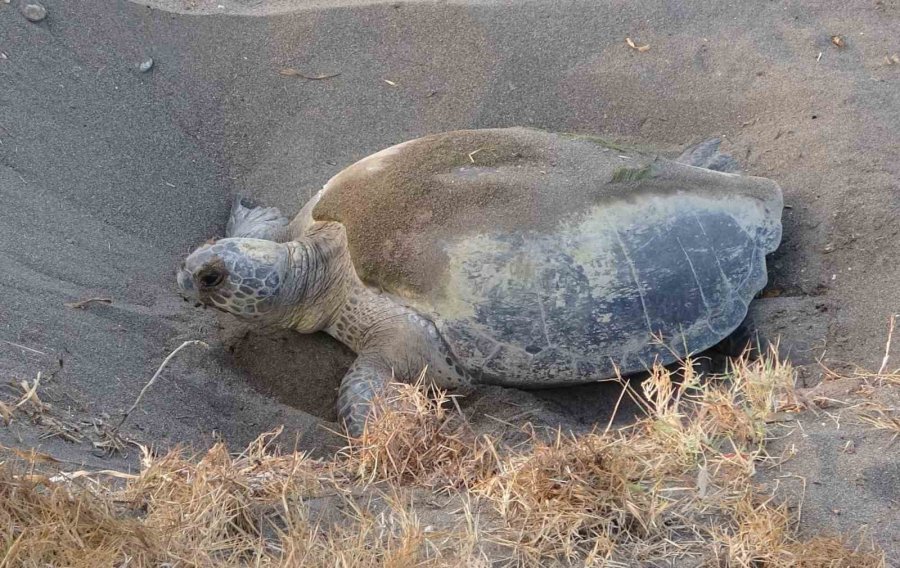 Mersin, Sezonluk Misafirlerini Ağırlıyor