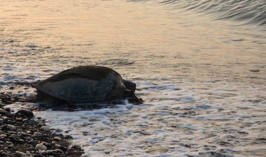 Mersin, Sezonluk Misafirlerini Ağırlıyor