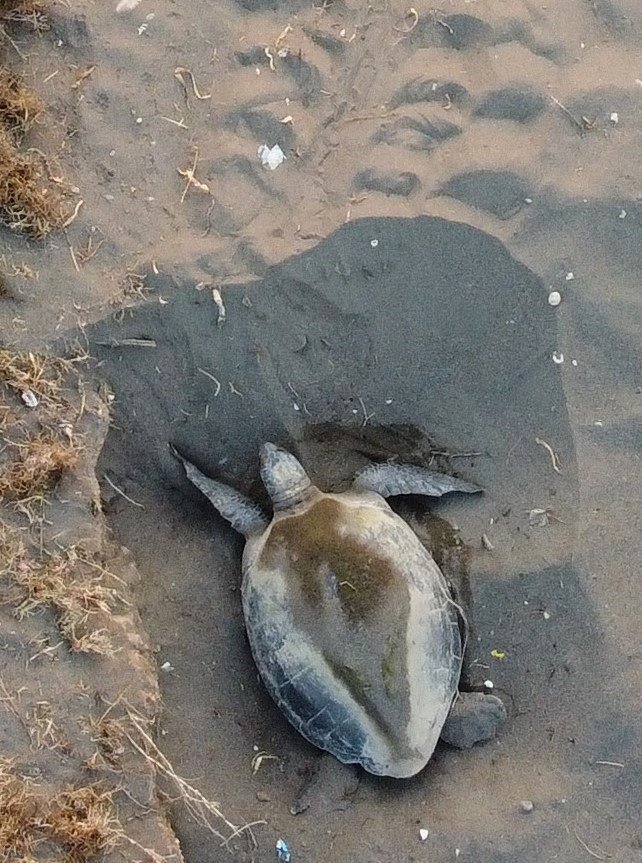 Mersin, Sezonluk Misafirlerini Ağırlıyor