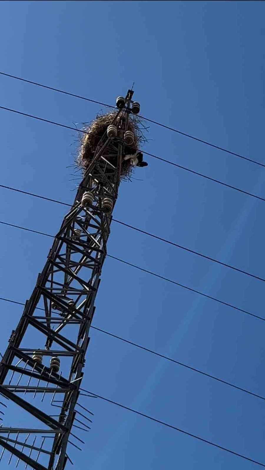 Elektrik Direğinde Tellere Takılarak Mahsur Kalan Leylek Kurtarıldı