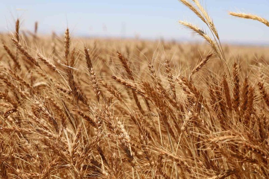 Üniversitenin Tarım Arazilerinde Buğday Hasadı Başladı