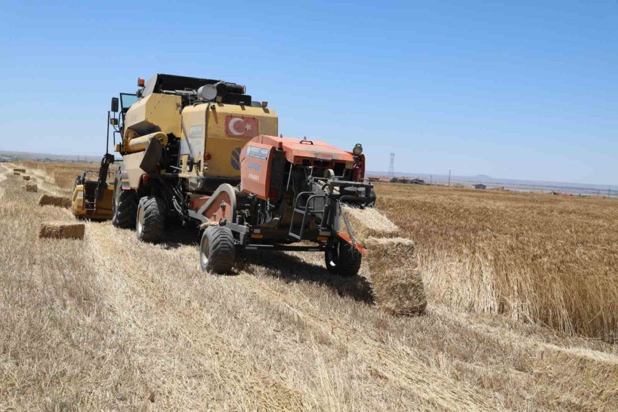Üniversitenin Tarım Arazilerinde Buğday Hasadı Başladı