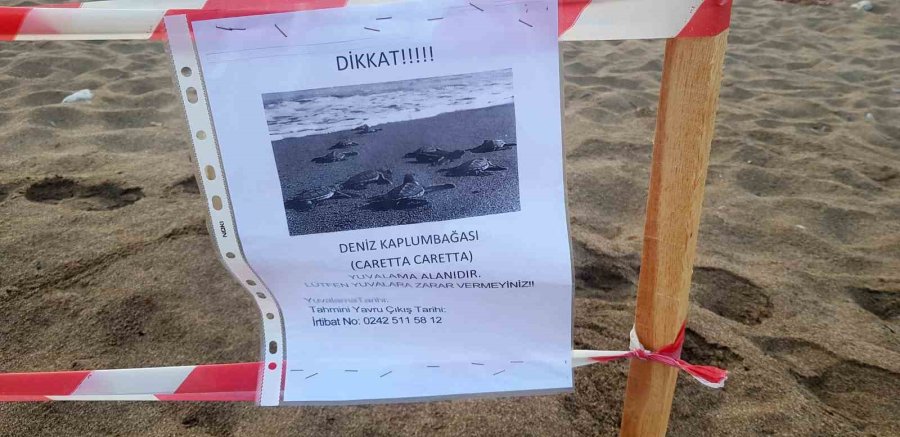 Alanya’da Caretta Caretta Yuvalarında Rekor Kırıldı