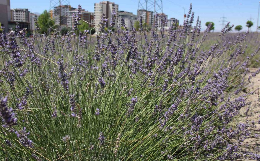 Kayseri’nin Parfüm Kokan Mahallesi: Erkilet