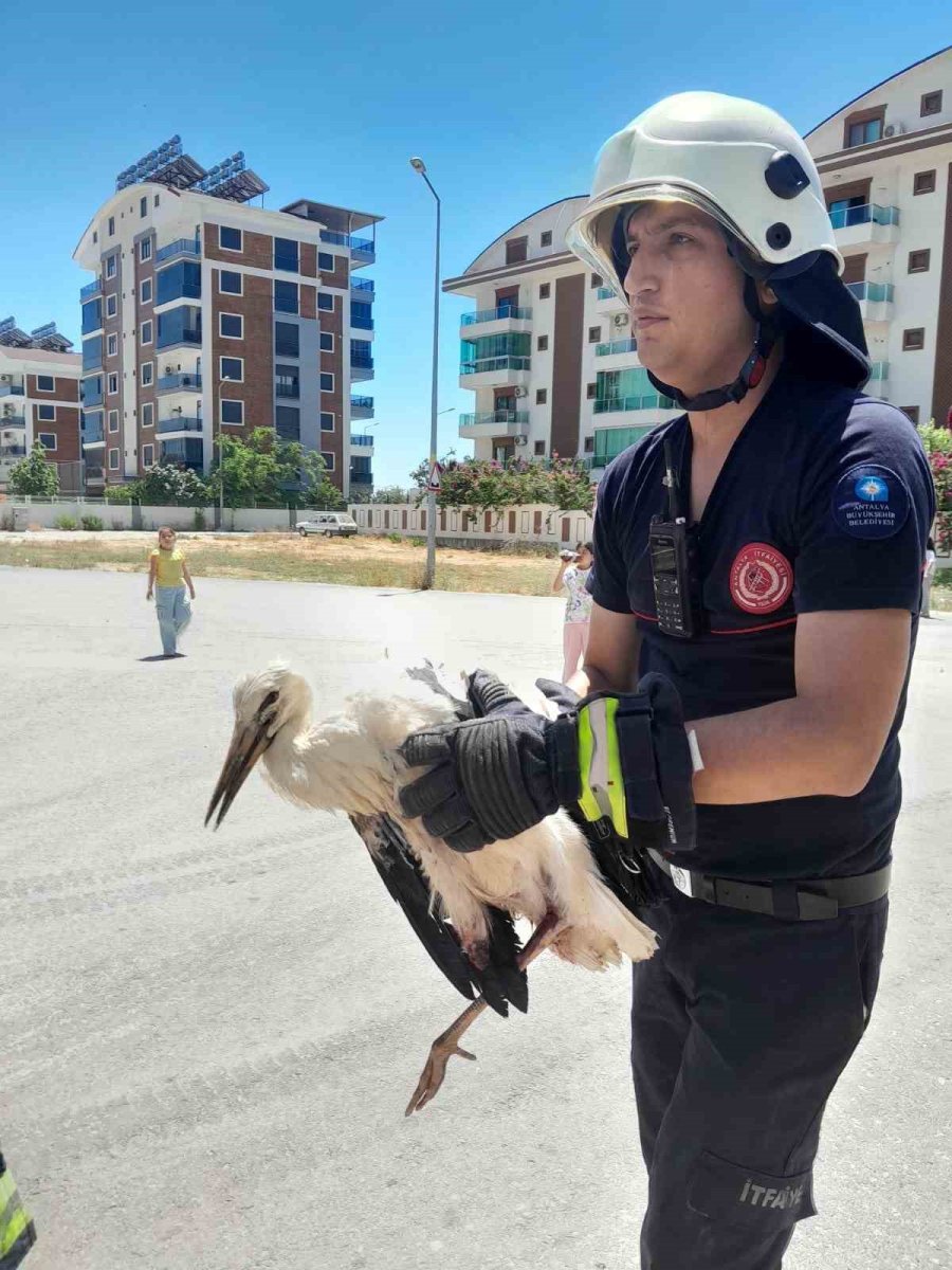 Cami Kubbesinde Mahsur Kalan Yaralı Leyleğe Kurtarma Operasyonu