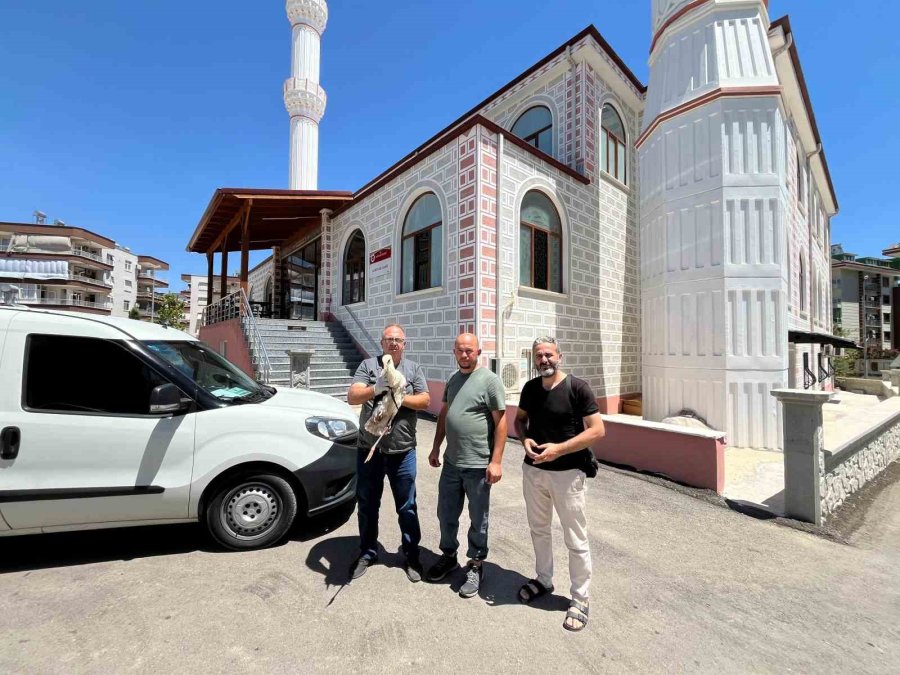 Cami Kubbesinde Mahsur Kalan Yaralı Leyleğe Kurtarma Operasyonu