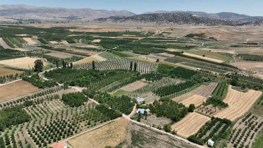 Korkuteli Sülekler Mahallesi Meyveciliğin Yeni Adresi Oldu